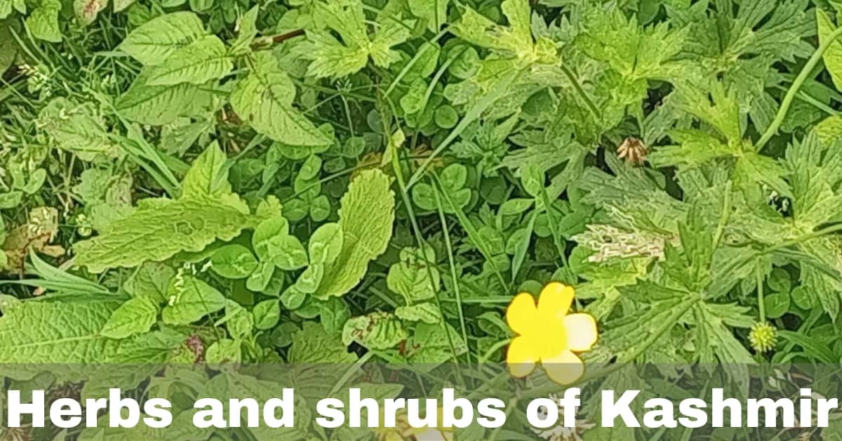 Shrubs And Herbs Shrubs found in AJK